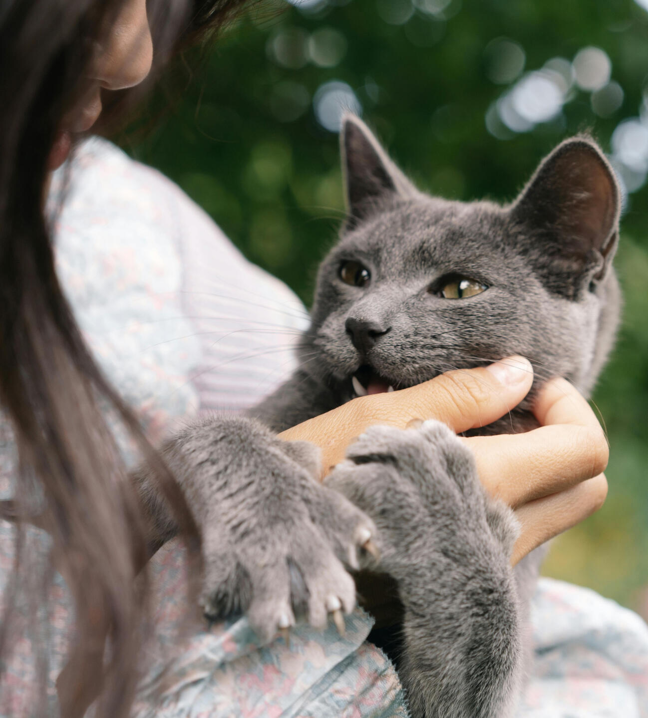 Happy Cat After Mobile Grooming Visit Cat playfully biting woman’s hand during petting after a grooming session in Florence, AL