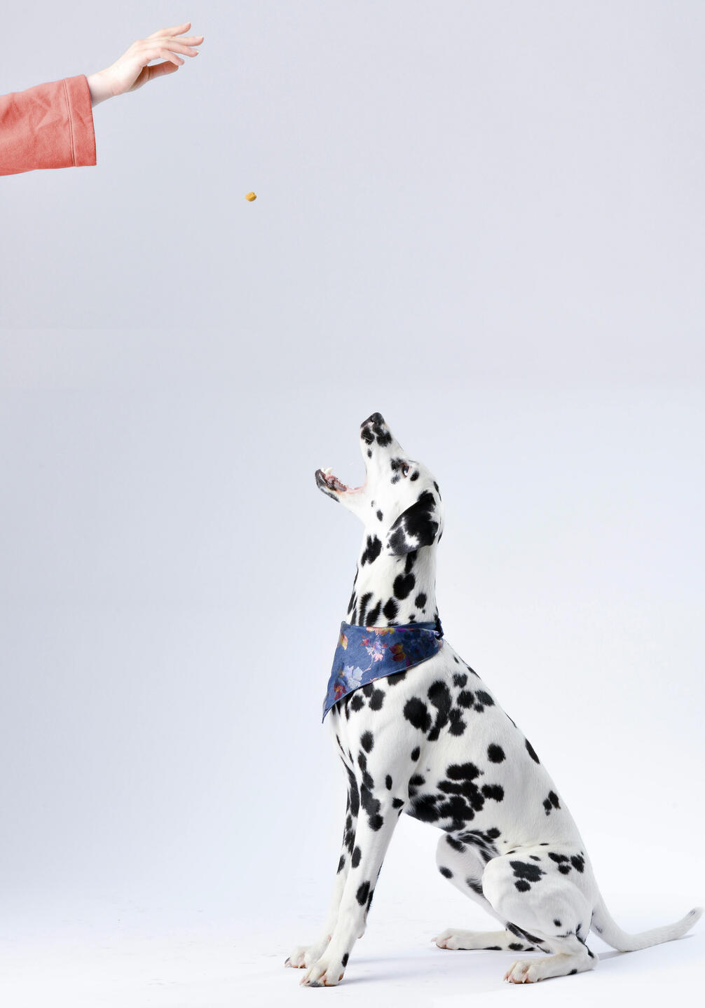 Happy Dog Earning a Treat After Grooming Visit Groomed Dalmatian wearing a bandana, receiving a treat from owner after mobile pet grooming in Florence, AL