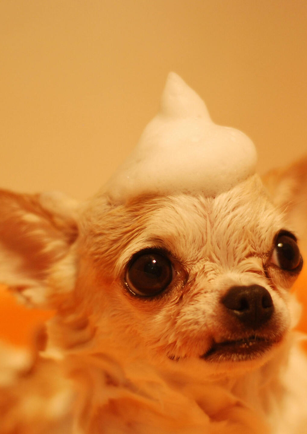 Mobile Dog Grooming Bath Service in Florence, AL Happy small dog getting a mobile bath with bubbles on its head