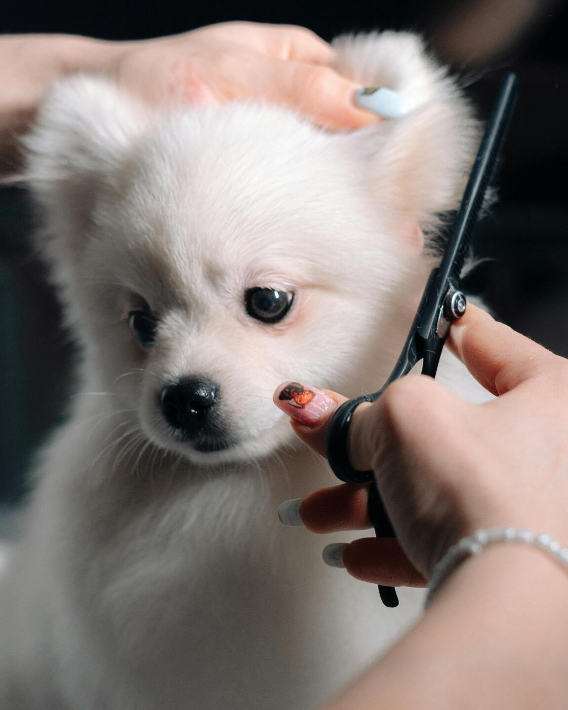 Mobile Dog Grooming in Florence Close-up of a small white dog getting a haircut by a mobile pet groomer in Florence, Alabama